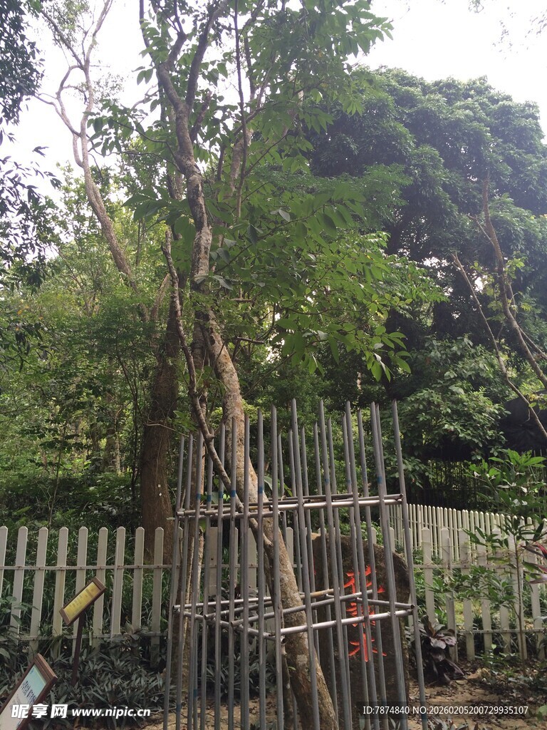 三亚木架支撑下的繁茂树木