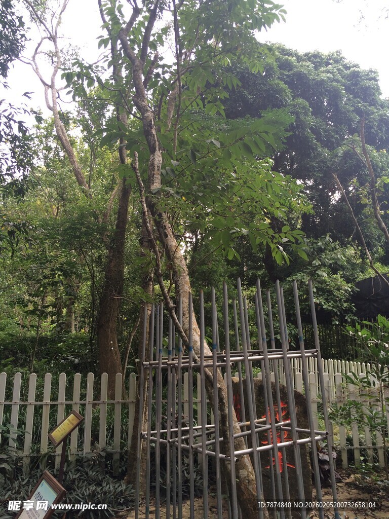 三亚围栏旁的树木与搭建支架