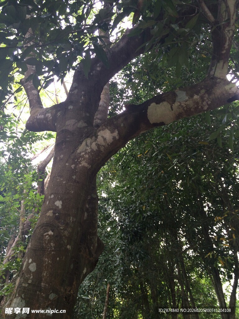 三亚粗壮古树枝繁叶茂