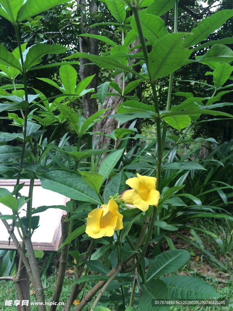 三亚绿叶丛中绽放的黄色小花