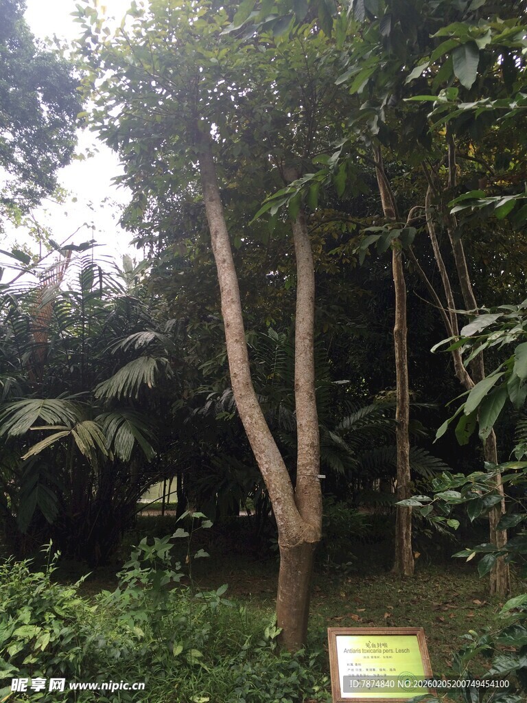 三亚茂密树林中的自然景致