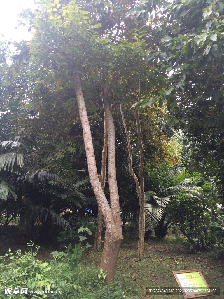 三亚林间挺拔树木与绿植景观