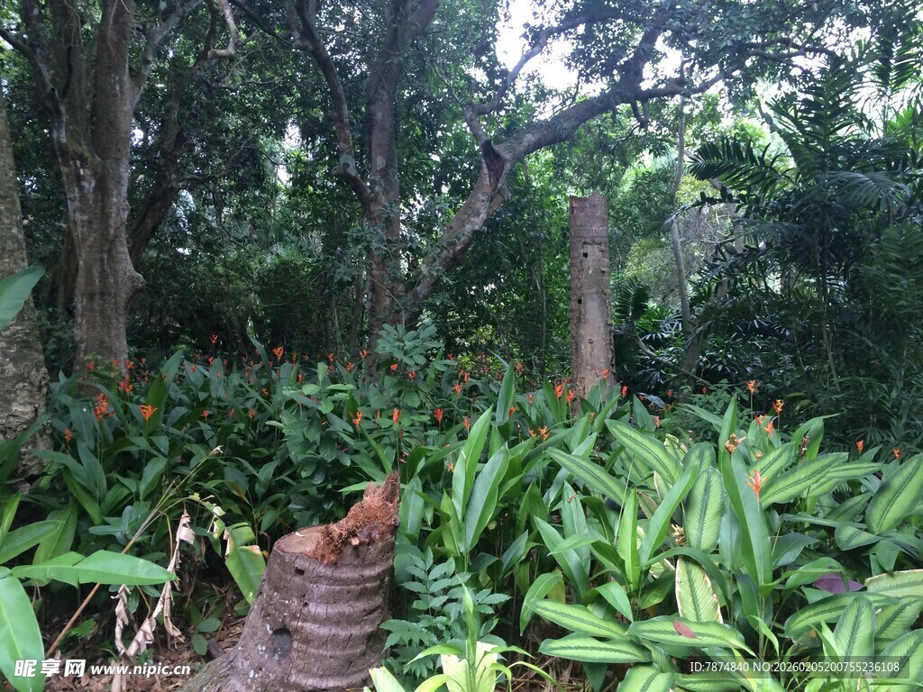 三亚茂密丛林中的植物景观