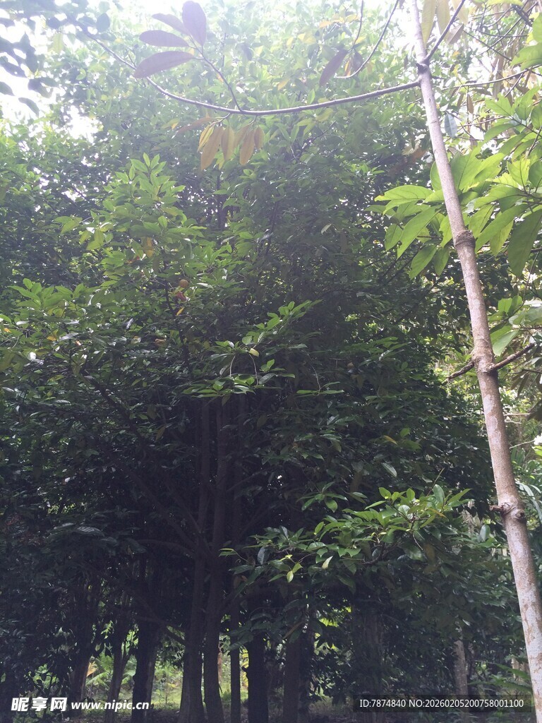 三亚阳光照耀下的茂密树林