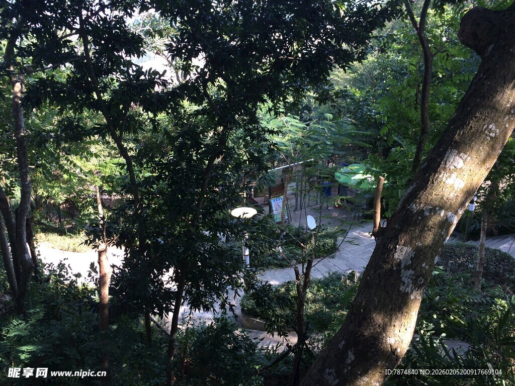 三亚林间小道 静谧自然景致