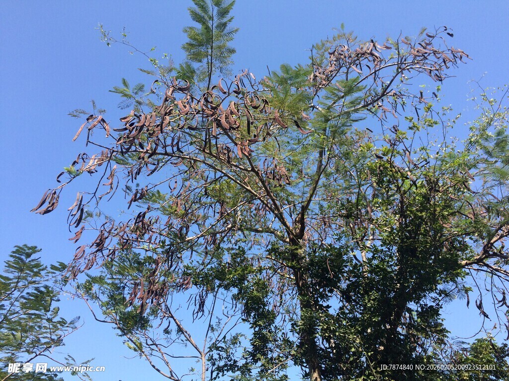 三亚蓝天映衬下的繁茂树木
