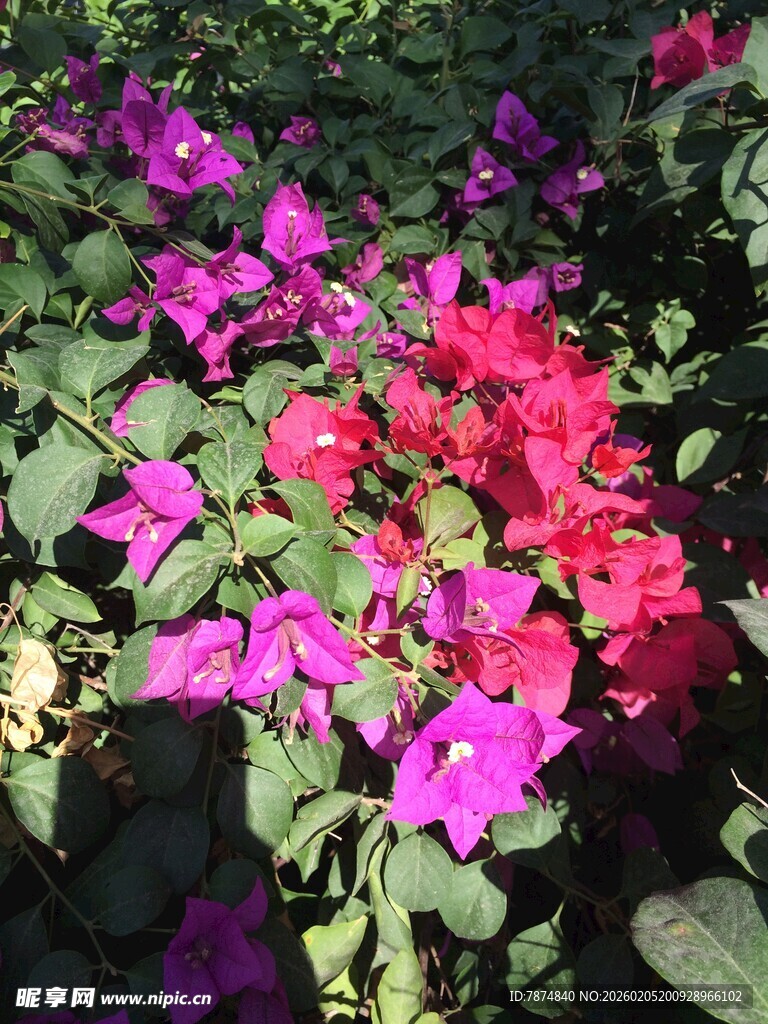 三亚多彩三角梅绽放美景