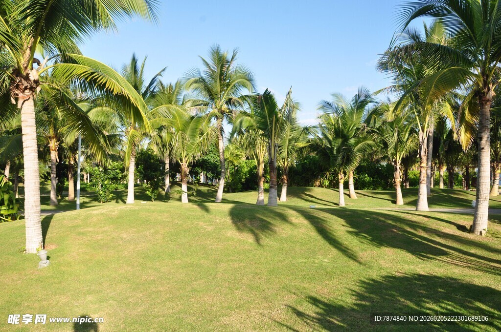三亚热带椰林草地风光