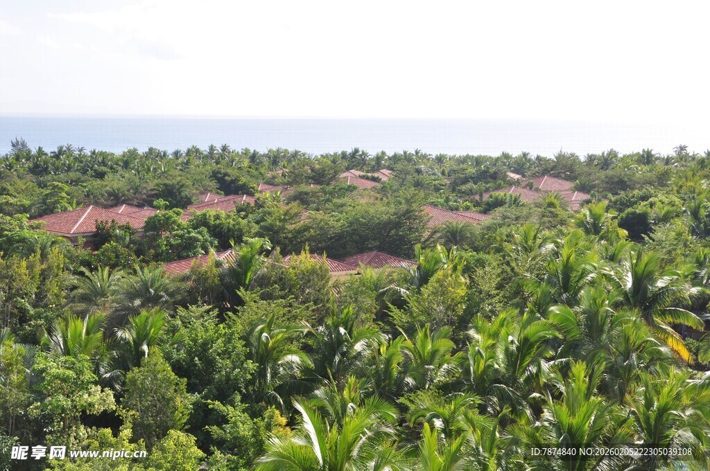 三亚繁茂的热带植物景观