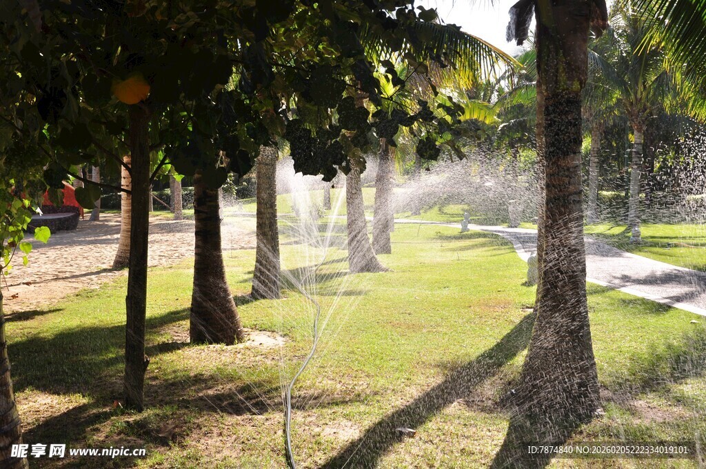三亚阳光下树林中的洒水场景
