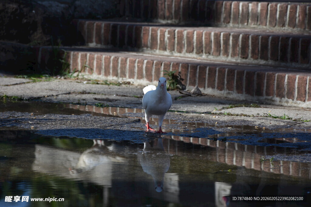 三亚水边白鹭于石阶旁觅食