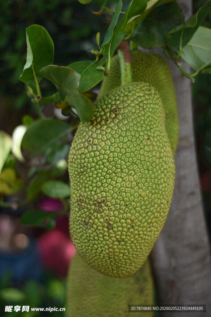 三亚树上的大颗菠萝蜜果实