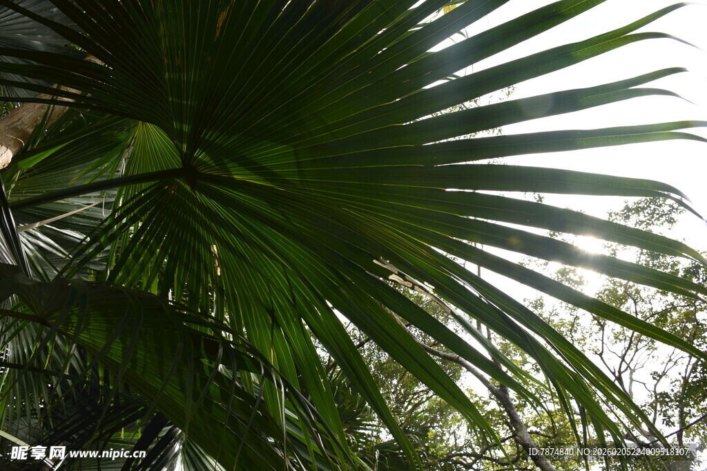 三亚棕榈树叶特写