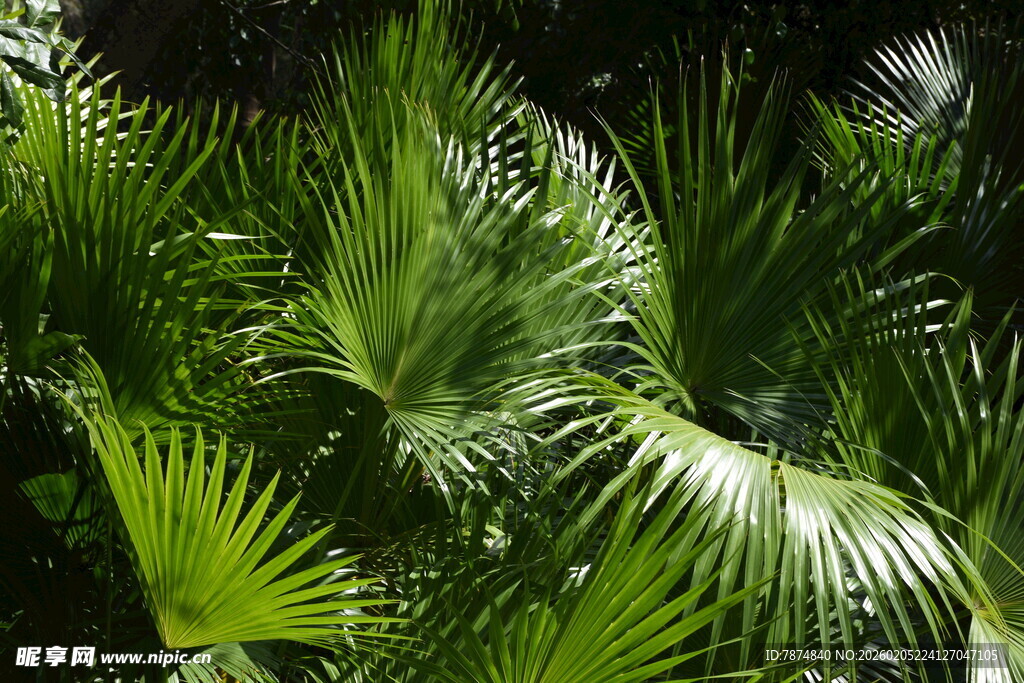 三亚翠绿繁茂的热带棕榈植物