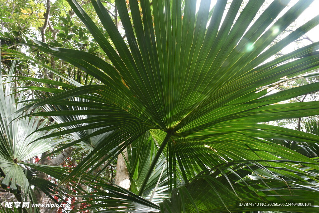 三亚大型扇形棕榈叶 绿意盎然