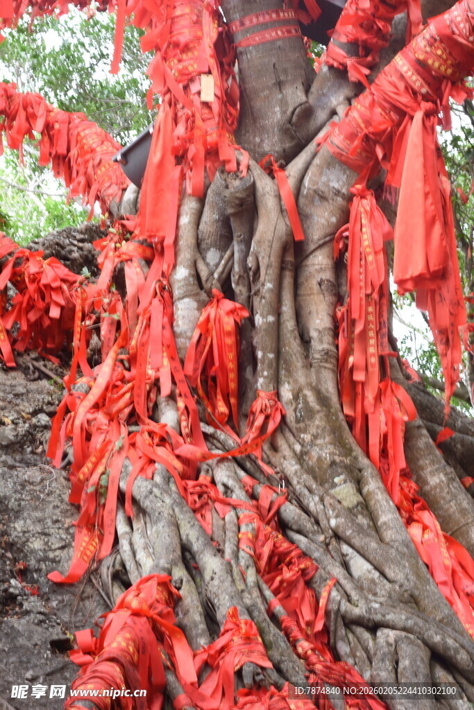 三亚祈福红绸缠绕的古老大树