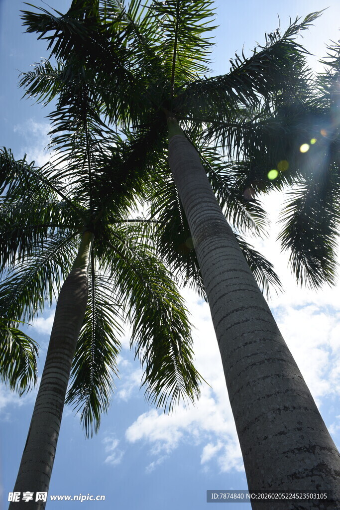 三亚蓝天映衬下的高大棕榈树