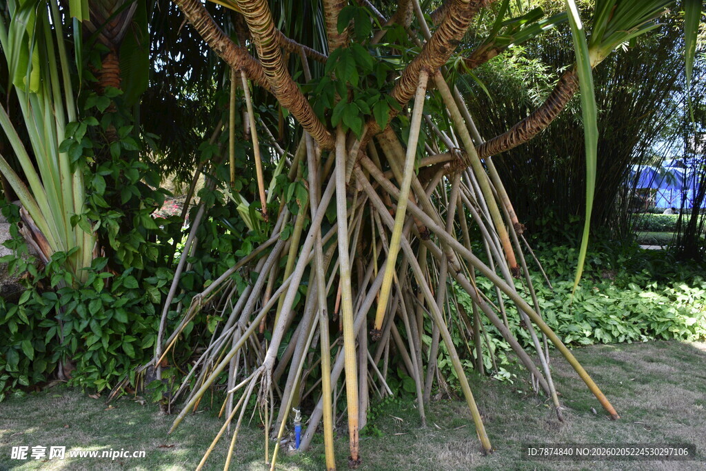 三亚奇特根系的树木景观