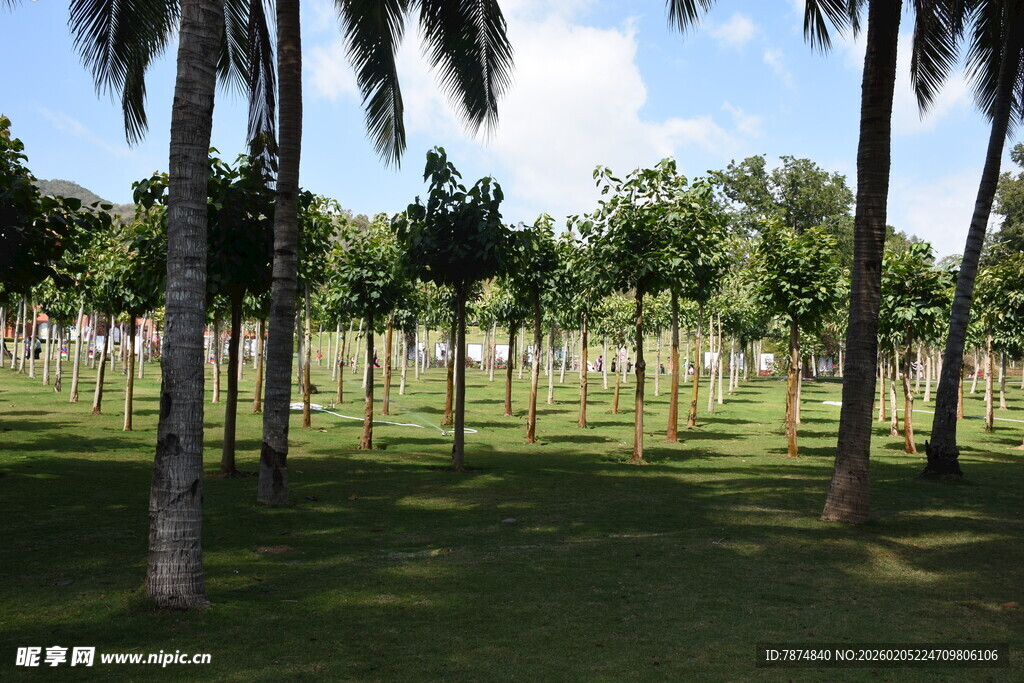 三亚绿意盎然的林间草地