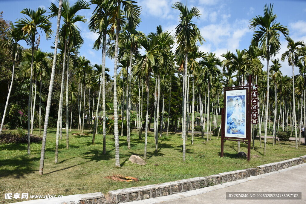 三亚椰林景观 路旁绿意盎然