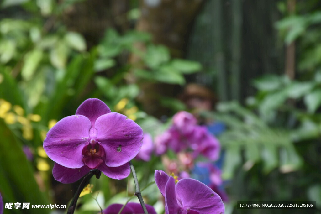 三亚紫色兰花绽放于绿植间