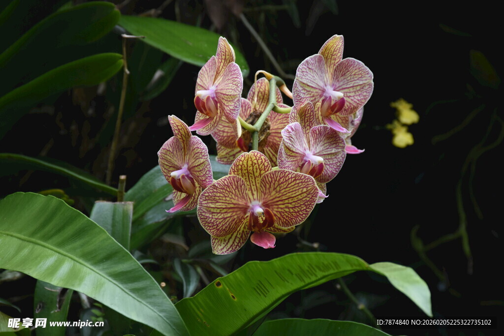 三亚粉色兰花绽放