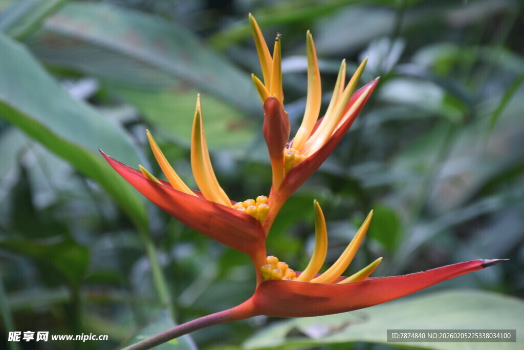 三亚艳丽蝎尾蕉花朵特写