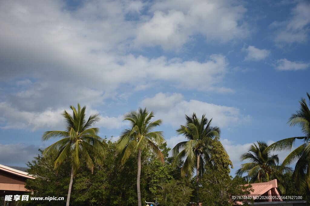 三亚蓝天椰树旁的乡村景致