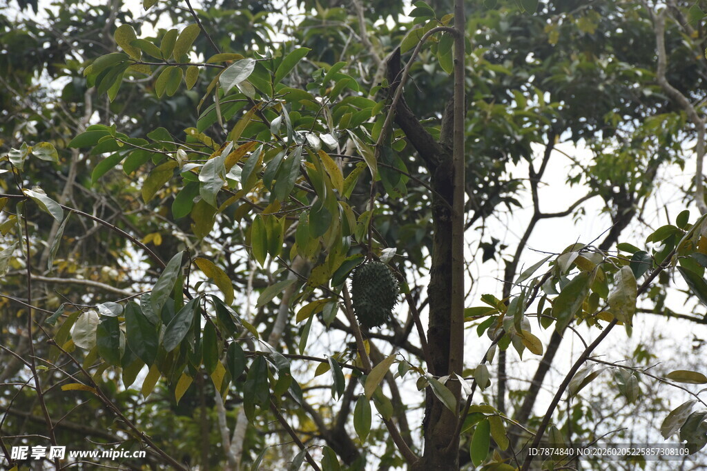 三亚茂密树林中的枝桠与绿叶