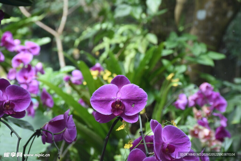 三亚紫色兰花绽放于绿植间
