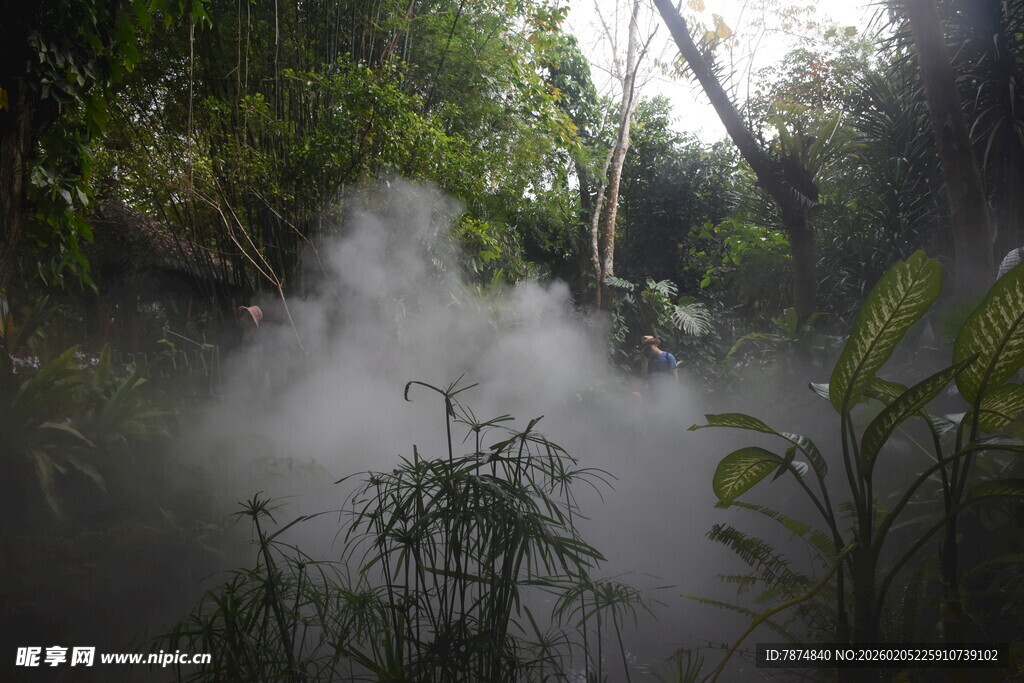 三亚雨林迷雾中的植物景观