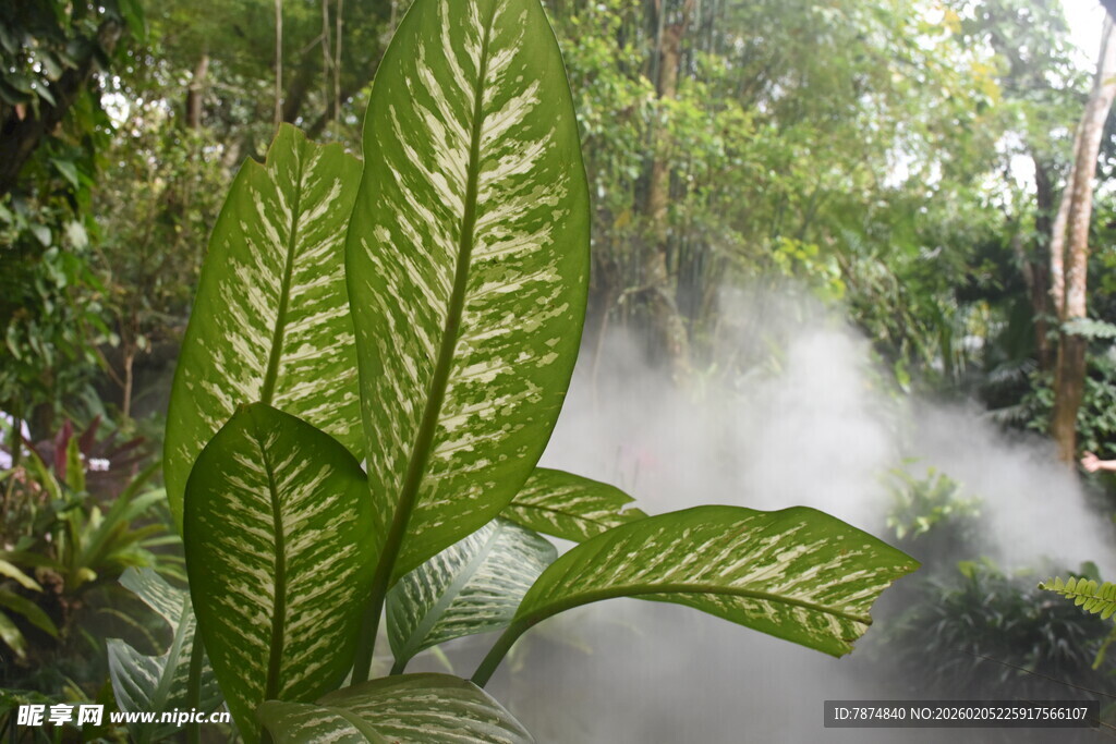三亚雨林中带雾的翠绿植物