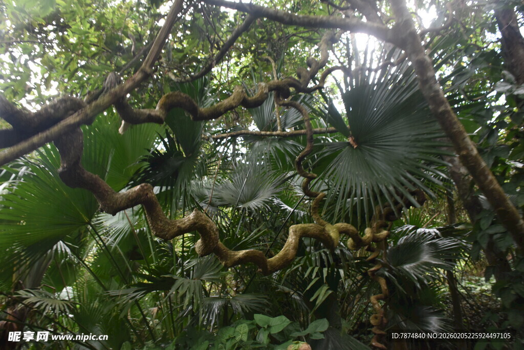 三亚繁茂丛林中的虬曲树枝