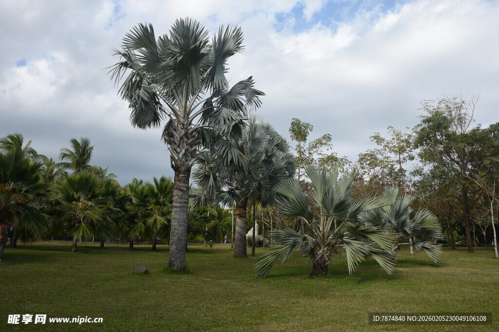 三亚户外翠绿草地与高大树木