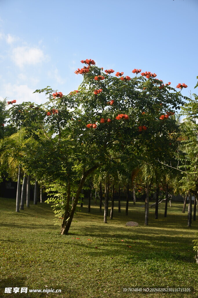三亚公园中绽放红花的树木