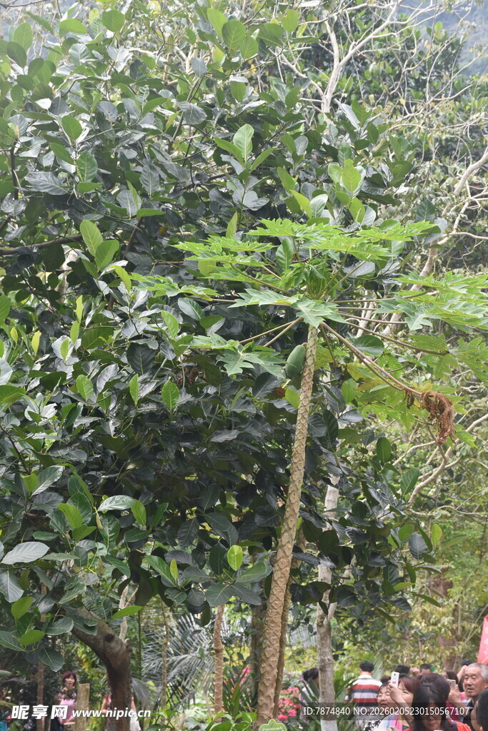 三亚林中挺拔的绿色植物