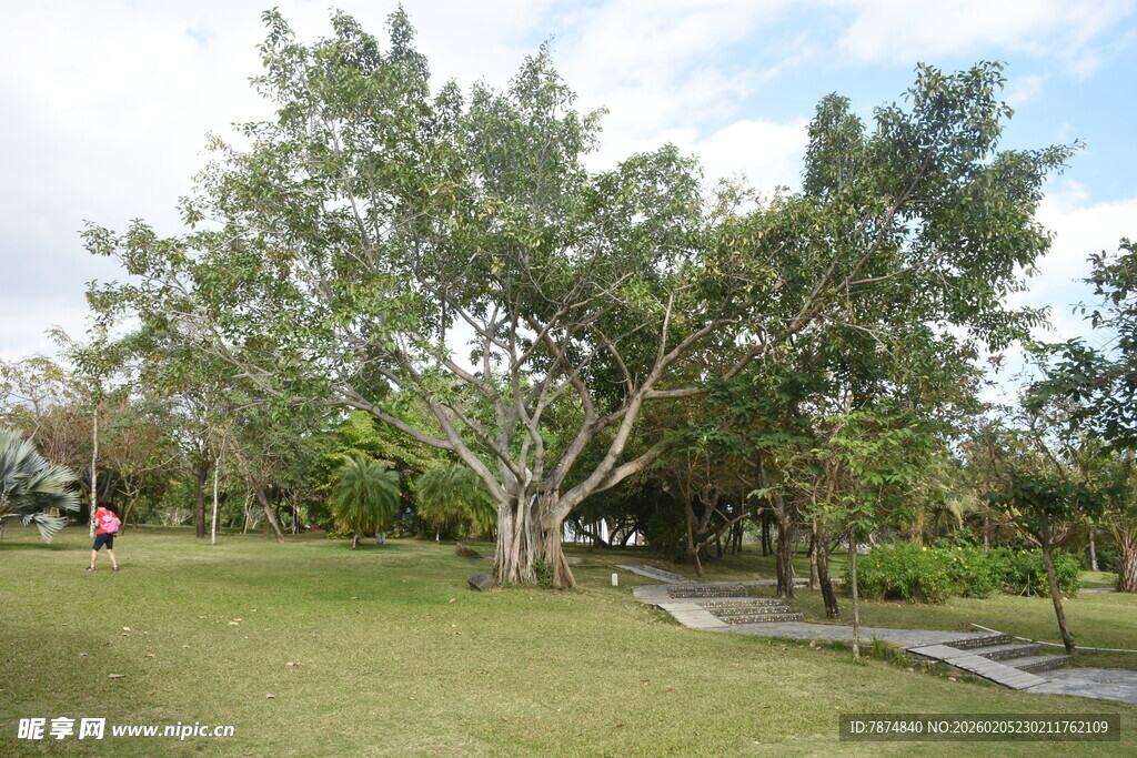 三亚公园中的繁茂大树