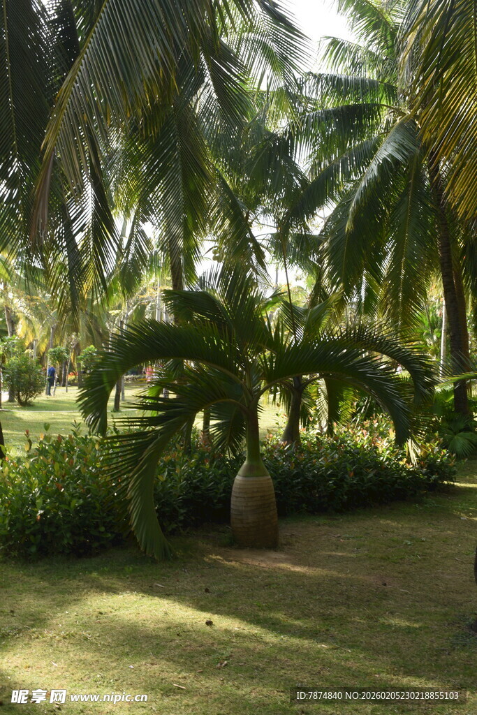 三亚热带椰林景观