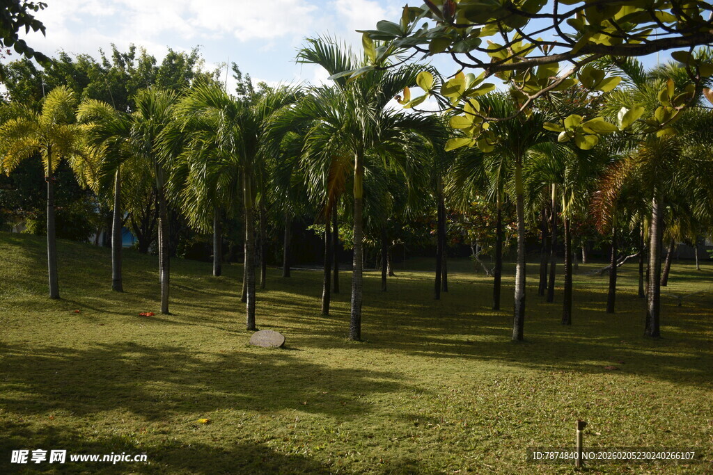 三亚绿意盎然的公园树林景观