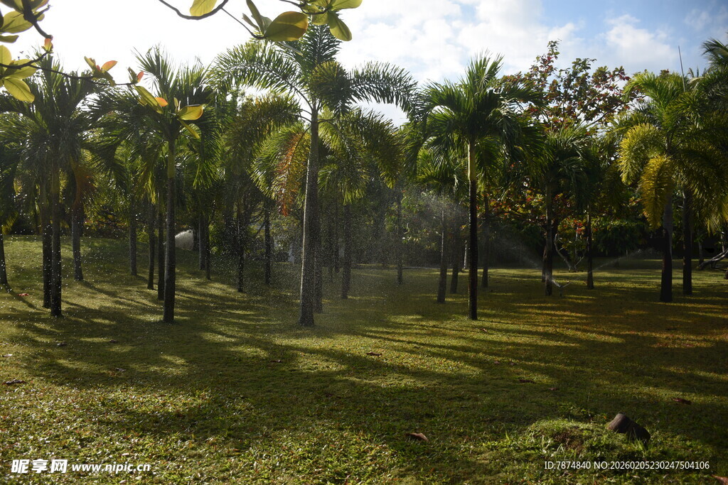 三亚热带棕榈树林景观