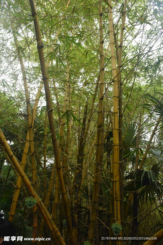 三亚茂密竹林景观