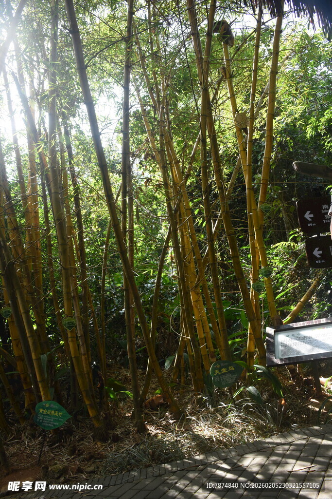 三亚阳光照耀下的茂密竹林