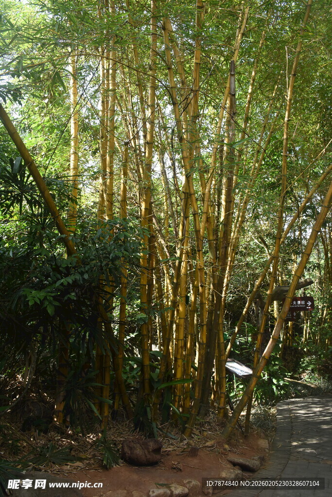 三亚竹林小径 清幽自然之景