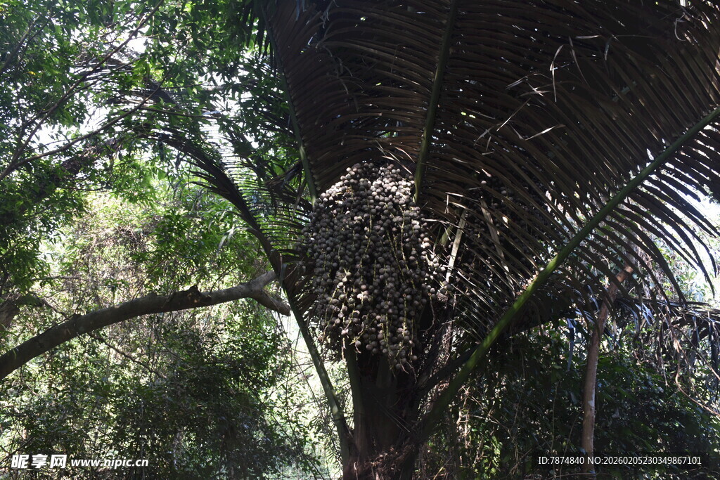 三亚茂密丛林中的高大棕榈树