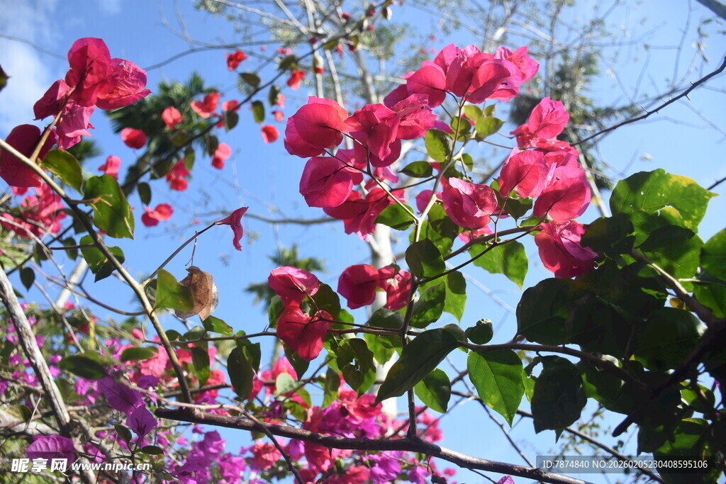 三亚绽放的艳丽三角梅