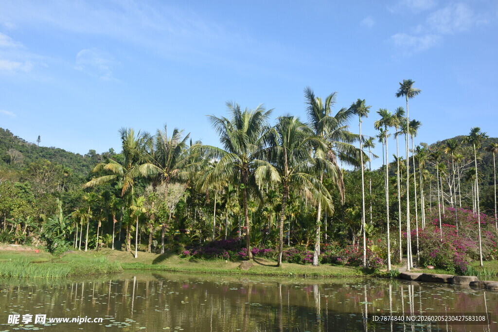三亚湖畔椰林风光