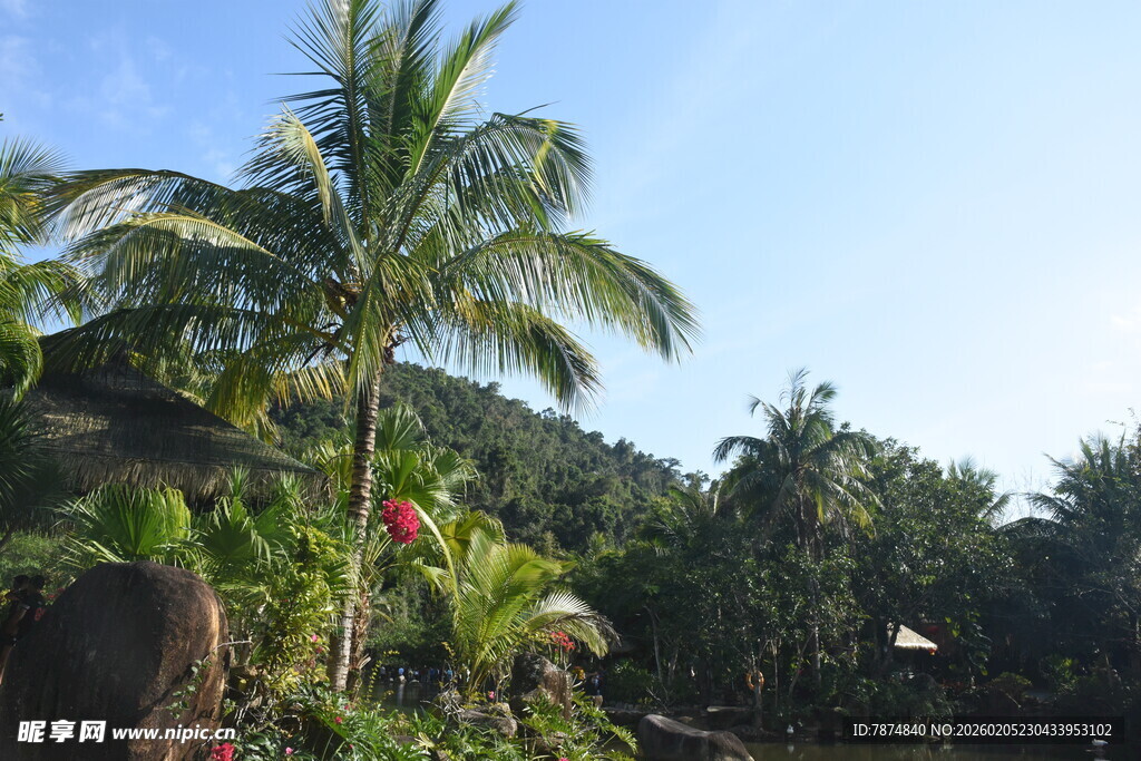 三亚热带风光中的高大棕榈树