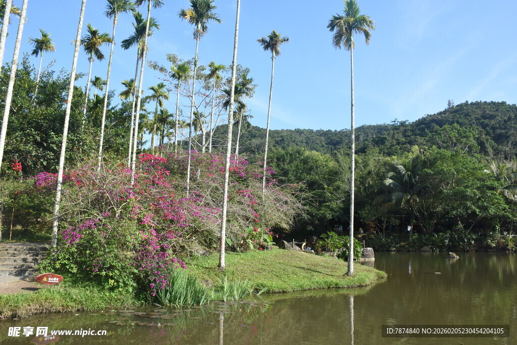 三亚湖畔椰林繁花美景
