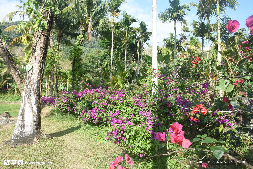 三亚热带花园中的缤纷花卉