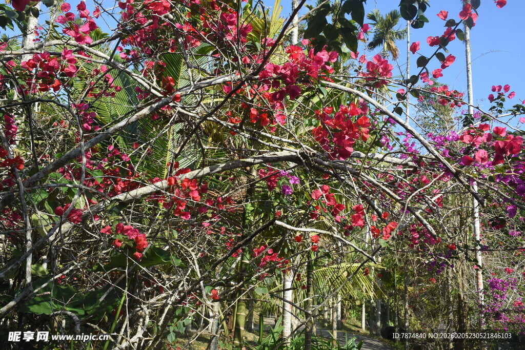 三亚盛开的红色繁花树木